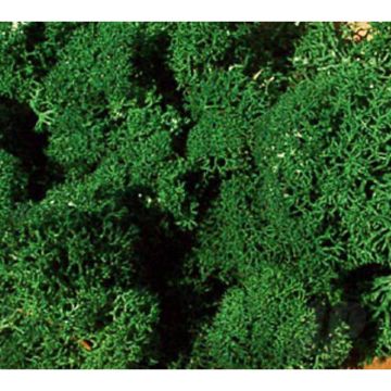 Heki 3211 Standard Lichen Dark Green For Scenic Diorama Model Trains
