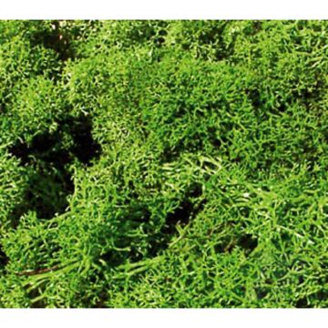 Heki 3230 Monster Lichen Light Green For Scenic Diorama Model Trains